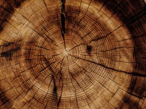 joel-jasmin-forestbird-xzPMUMDDsfk-unsplash joel-jasmin-forestbird-xzPMUMDDsfk-unsplash