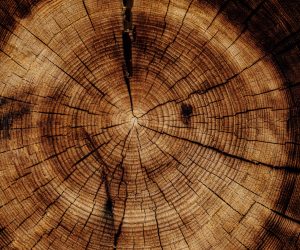 joel-jasmin-forestbird-xzPMUMDDsfk-unsplash joel-jasmin-forestbird-xzPMUMDDsfk-unsplash